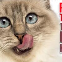 wow-inilah-fakta-terbaru-tentang-lidah-kucing-yang-belum-kita-ketahui