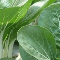 jangan-dibuang-sisa-sayuran-ini-bisa-ditanam-kembali