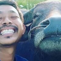 ada-penipuan-di-balik-selfie-kerbau-senyum-yang-viral