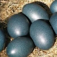 5-telur-yang-sering-dimakan-oleh-manusia-selain-telur-ayam-dan-bebek