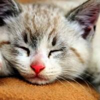 5-hal-yang-menurut-orang-lain-aneh-tapi-biasa-bagi-seorang-ailurophile