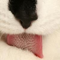 inilah-alasannya-kenapa-lidah-kucing-bisa-membuat-tubuhnya-tetap-bersih