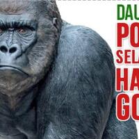 daur-ulang-ponsel-menyelamatkan-habitat-dan-hidup-gorila-bagaimana-bisa