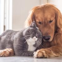 anjing-tak-lebih-spesial-dari-hewan-lain