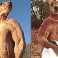 sempat-viral-roger-si-kanguru-kekar-meninggal-dunia