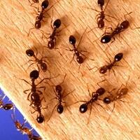 hidup-sehari-lalu-mati-ini-5-hewan-yang-umurnya-paling-pendek-di-dunia