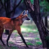 maned-wolf-makhluk-mitologikal-di-dunia-nyata