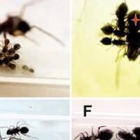 bukan-fiksi-susu-laba-laba-ini-4-kali-lebih-berprotein-dari-susu-sapi