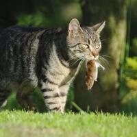 meski-sudah-dilepas-namun-tetap-kembali-dimana-sebenarnya-habitat-kucing-rumah