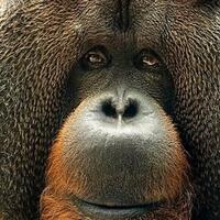 rajang-orangutan-fenomenal--pencium-perut-ibu-hamil--meninggal-dunia