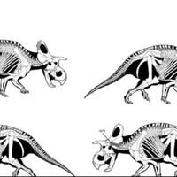 crittendenceratops-krzyzanowskii-spesies-baru-dinosaurus-berntanduk