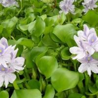 selain-quotkatanyaquot-bisa-membersihkan-sungai-manfaat-eceng-gondok-bisa-buat-apa