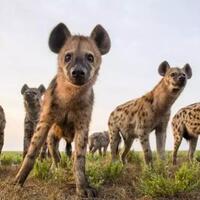 mengenal-hyena-betina-si-cewek-berbatang