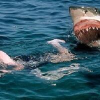 diserang-hiu-hingga-angin-topan-coba-5-cara-ini-untuk-bertahan-hidup