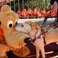 foto-foto-kelakuan-gokil-para-pekerja-di-disneyland-yang-bikin-orang-orang-seneng