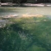 kisah-nyata-quotgolan-dan-mirahquot-bagai-air-dan-minyak-yang-selamanya-tak-bisa-menyatu