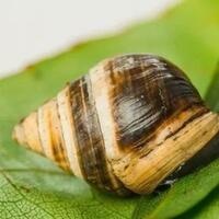 kisah-george-siput-langka-yang-akhirnya-punah