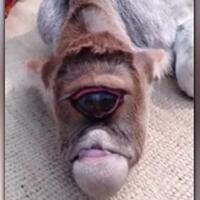 anak-sapi-bermata-satu-ini-bikin-heboh-india-tapi-warga-sekitar-malah-menyembahnya