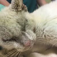 kondisi-kucing-ini-setelah-sembuh-dari-luka-yang-menggrogoti-tubuhnya-bikin-pangling