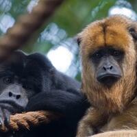 howler-monkey-monyet-paling-berisik-sedunia