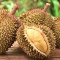 durian-asal-banyumas-ini-dihargai-rp-14-juta-sebuah-mau-beli