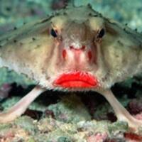 red-lipped-batfish-ikan-berwajah-seperti-bencong-dan-tidak-bisa-berenang