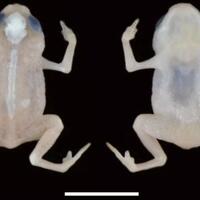 brachycephalus-mirissimus-katak-super-kecil-yang-berwujud-seperti-jelly