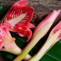 5-jenis-tanaman-yang-dapat-mengusir-nyamuk-secara-alami