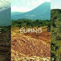 12000-kulit-jeruk-dibuang-ke-hutan-rusak-16-tahun-kemudian-hutannya-pulih