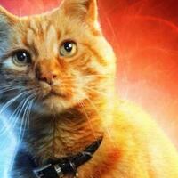 kupas-misteri-kucing-alien-peliharaan-captain-marvel