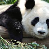 dulunya-makan-daging-panda-berevolusi-jadi-hanya-makan-bambu