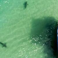 ikan-hiu-mendadak-ramai-ramai-datang-ke-pantai-israel-mengapa