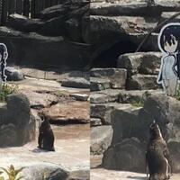 waduh-grape-kunseekor-penguin-yang-jatuh-cinta-sama-quotanime-cantikquot
