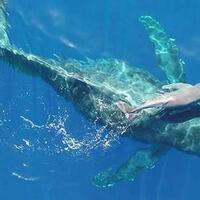 langka-peneliti-merekam-ibu-dan-bayi-paus-setelah-melahirkan