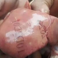 geger-hati-ayam-bertuliskan-deretan-huruf-angka-di-gereja-kupang