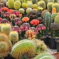 5-tanaman-yang-bikin-sial-penghuni-rumah--buang-jauh-jauh-jika-ada-didepan-rumah