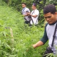 geger-ladang-ganja-15-hektare-di-lahan-perhutani-purwakarta