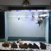 mau-punya-aquarium-ikan-hias-dirumahpahami-dulu-langkah-perawatannya-gan