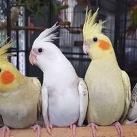 bingung-mau-pelihara-burung-usia-anakanremaja-atau-dewasaane-kasih-tipsnya-gan