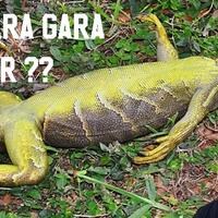 mati-gara-gara-dijemur