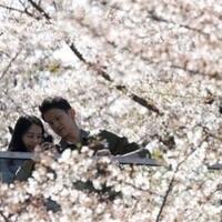 menikah-di-jepang-seperti-syahrini-jangan-lupa-foto-pre-wedding-di-sini-ya