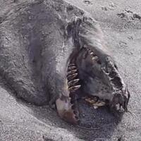 temuan-5-makhluk-misterius-yang-sempat-menggemparkan-dunia