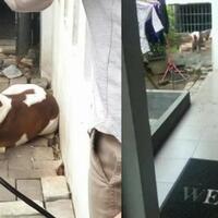 miris-bayi-umur-4-tahun-digigit-anjing-sampai-kehilangan-tangannya