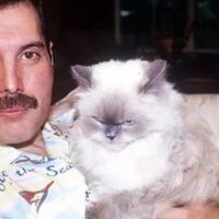 fakta-tentang-kucing-freddie-mercury-yang-nggak-semua-orang-tahu