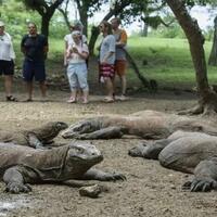 ini-alasan-pemprov-ntt-bersikeras-tutup-pulau-komodo