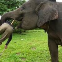 3-kejadian-tragis-yang-disebabkan-oleh-gajah-ada-video-kejadian-nya
