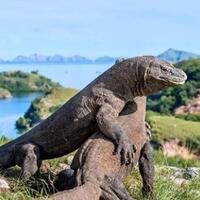 penutupan-taman-nasional-komodo-dan-polemik-harga-tiket