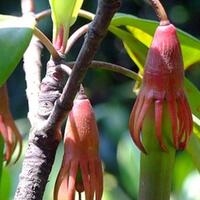 kuliner-buah-mangrove-bisa-jadi-alternatif-gantikan-nasi-benarkah