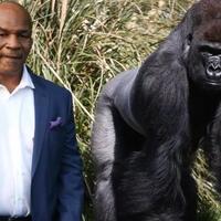 kisah--mike-tyson-vs-gorilla-raksasa--di-kebun-binatang-tawarkan-rp141-juta