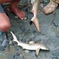 sentani-tak-terhubung-ke-laut-mengapa-ikan-hiu-bisa--nyasar--saat-banjir